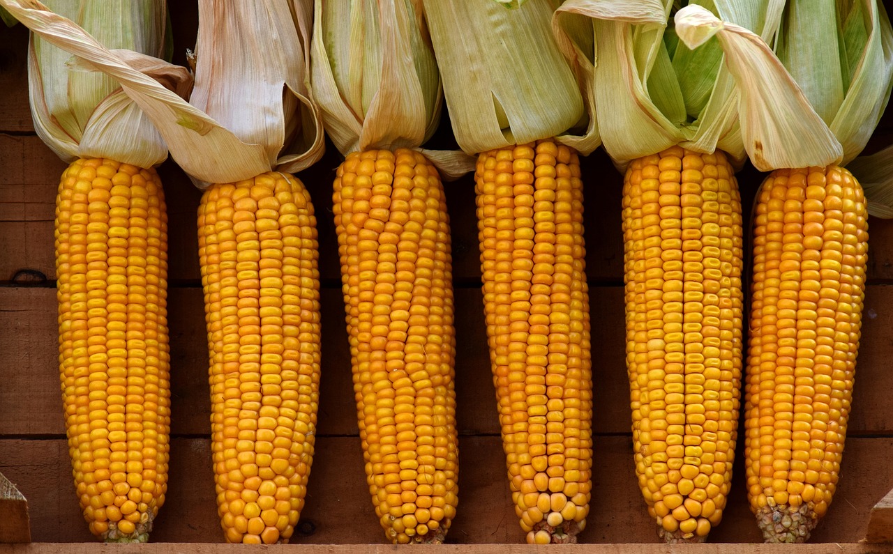 corn, vegetable corn, corn on the cob-2691398.jpg